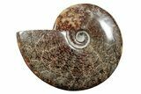 Polished Ammonite (Cleoniceras) Fossil - Madagascar #339110-1